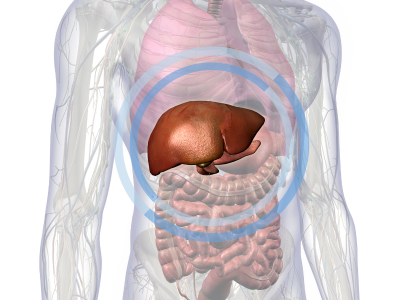 ღვიძლის ფუნქციები